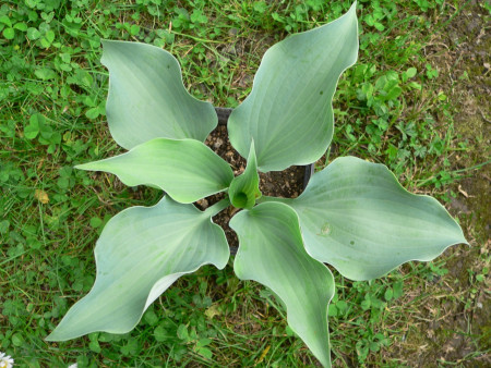 Hosta ´Flemish Sky´